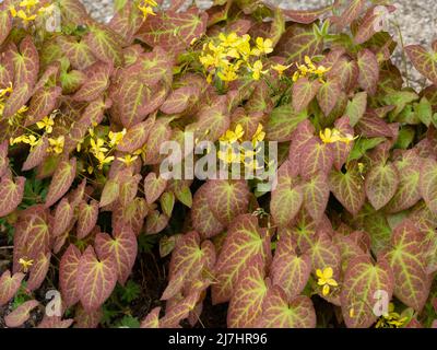 Gebräuntes Frühlingslaub und gelbe Blüten des winterharten Hybriden-Barrenwürs, Epimedium perralchicum 'Frohnleiten' Stockfoto