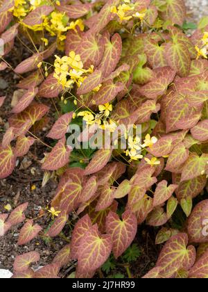 Gebräuntes Frühlingslaub und gelbe Blüten des winterharten Hybriden-Barrenwürs, Epimedium perralchicum 'Frohnleiten' Stockfoto