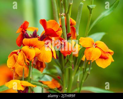 Duftende Blüten der im Frühling blühenden zweijährigen Wandblume, Erysimum allioni 'Orange Bedder' Stockfoto