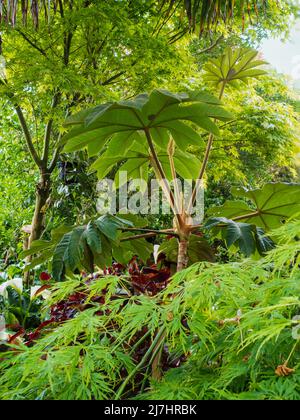 Das sich entwickelnde Laub der riesigen, blättrigen Reispapierpflanze Tetrapanax Papyrifer 'Rex' wächst inmitten von Sorten von japanischem Ahorn, Acer palmatum Stockfoto