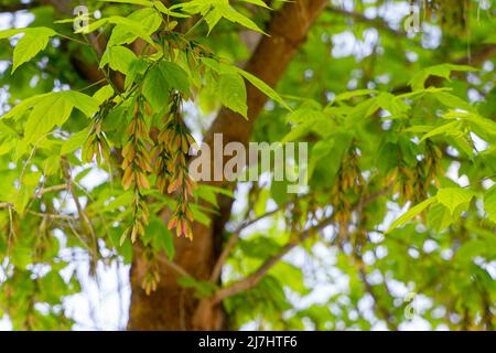Selektiver Fokus eines Ahorns (Acer pseudoplatanus) Blätter und Früchte im Frühling mit verschwommenem Hintergrund Stockfoto