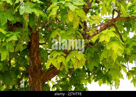 Selektiver Fokus eines Ahorns (Acer pseudoplatanus) Blätter und Blüten im Frühling mit verschwommenem Hintergrund Stockfoto