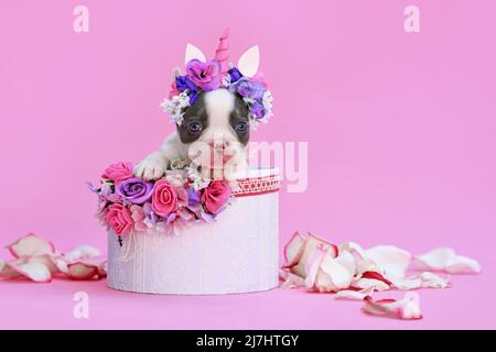 Blau pied Französisch Bulldog Hund Welpen mit Einhorn Stirnband mit Horn guckt aus der Box mit Blumen auf rosa Hintergrund Stockfoto