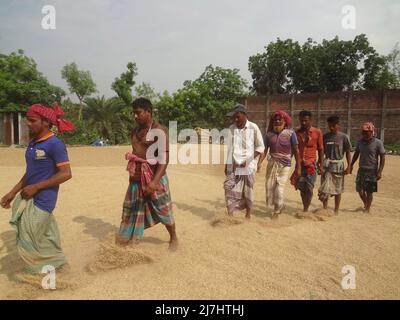 Naogaon, Bangladesch. 10.. Mai 2022. Saisonale Wanderarbeiter trocknen Reisfelder mit Hilfe von Füßen unter der Sonne auf einem Schuppen während der Erntezeit in der Nähe des Dorfes Gogonpur im Bezirk Naogaon. (Bild: © MD Mehedi Hasan/ZUMA Press Wire) Stockfoto