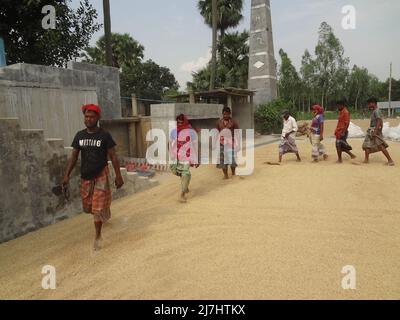 Naogaon, Bangladesch. 10.. Mai 2022. Saisonale Wanderarbeiter trocknen Reisfelder mit Hilfe von Füßen unter der Sonne auf einem Schuppen während der Erntezeit in der Nähe des Dorfes Gogonpur im Bezirk Naogaon. (Bild: © MD Mehedi Hasan/ZUMA Press Wire) Stockfoto