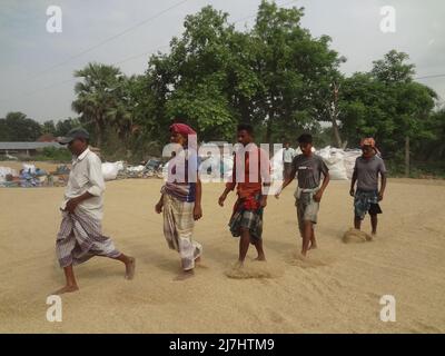 Naogaon, Bangladesch. 10.. Mai 2022. Saisonale Wanderarbeiter trocknen Reisfelder mit Hilfe von Füßen unter der Sonne auf einem Schuppen während der Erntezeit in der Nähe des Dorfes Gogonpur im Bezirk Naogaon. (Bild: © MD Mehedi Hasan/ZUMA Press Wire) Stockfoto