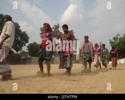 Naogaon, Bangladesch. 10.. Mai 2022. Saisonale Wanderarbeiter trocknen Reisfelder mit Hilfe von Füßen unter der Sonne auf einem Schuppen während der Erntezeit in der Nähe von Gogonpur Dorf im Naogaon Bezirk. (Bild: © MD Mehedi Hasan/ZUMA Press Wire) Stockfoto