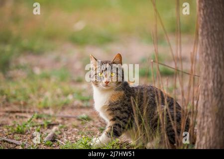 Tabby Katze mit gelben Augen Stockfoto