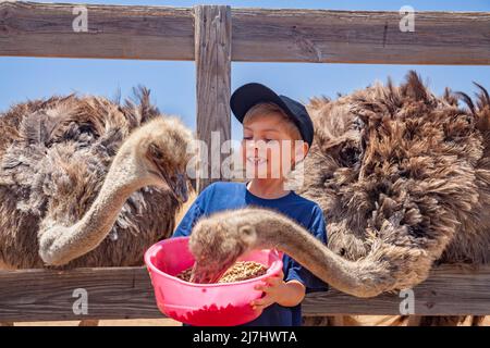 Ein kleiner Junge (MR) füttert Strauße auf der Straußenfarm auf der Insel Curacao, Niederländische Antillen, Karibik. Stockfoto