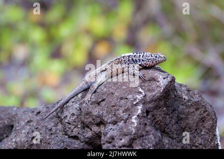 Die galapagos-Lavaeidechse, Microlophus albemarlensis, ist eine Art, die nur auf den Galapagos-Inseln in Ecuador gefunden wird. Stockfoto