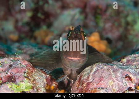 Der großgebänderte Blenny, Ophiblennius steindachneri, ist in der Nähe von Rissen und Löchern im Riff rund um die Galapagos-Inseln, Ecuador, zu finden. Stockfoto