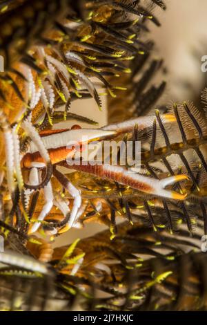 Eine Hocke Hummer, Allogalathera elegans, auf einen passenden crinoid, Comanthus bennetti, Yap, Föderierte Staaten von Mikronesien. Stockfoto