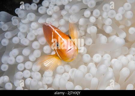 Diese Rosa Anemonenfischen, Amphiprion perideraion, ist in einer Anemone, Heteractis magnifica, Bleichen ist von hohen Meerestemperaturen und Hitze, Stockfoto