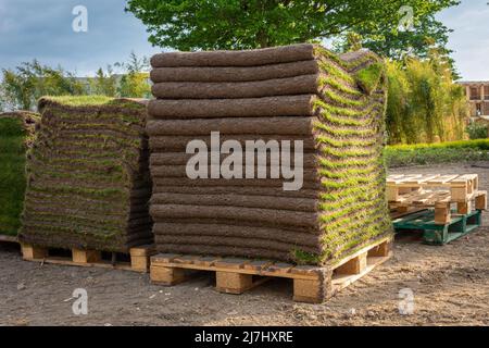 SOD Gras auf der Palette, frische Grasteppichrollen bereit, installiert werden Stockfoto