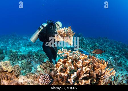 John Gorman vom MOC Marine Institute, der einen zerbrochenen Stand aus Geweih-Korallen zur Aufklebung im Molokini Marine Preserve vor der Insel Maui umzog Stockfoto