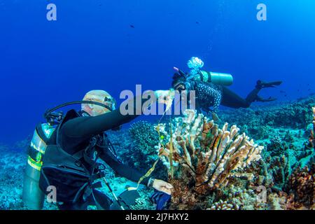 Forschung Taucher vom MOC Marine Institute Karte coral Schäden an Molokini Marine bewahren vor der Insel Maui, Hawaii. In der Zukunft, Daten fr Stockfoto