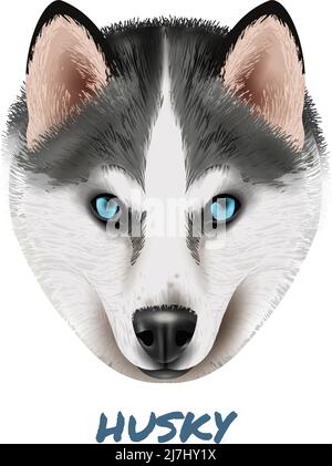 Farbige realistische Hund Husky Portrait Komposition mit schönen Gesicht und Vektor-Illustration für blaue Augen Stock Vektor