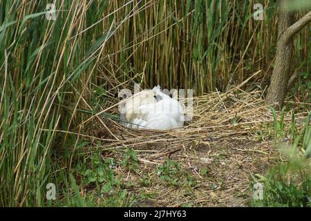 Ein stummer Schwan (Cygnus olor) schläft auf seinem Nest am Willen Lake, Milton Keynes, mit Copyspace. Stockfoto