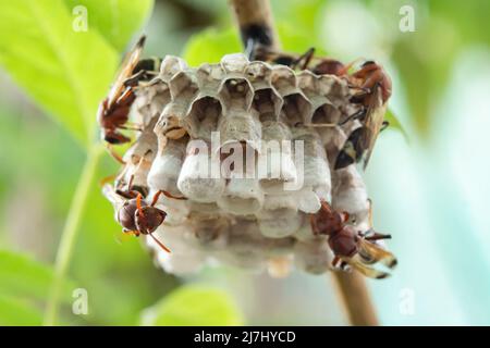Nahaufnahme von Wespen in einem Nest auf einem Ast Stockfoto