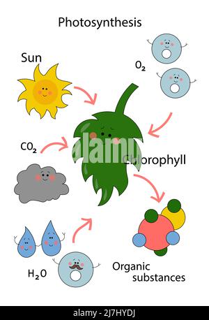 Grünes Cartoon-Schema der Photosynthese in Pflanzen Stock Vektor