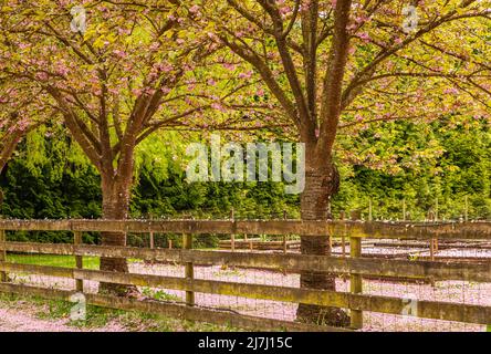 Malerischer Blick im Frühling auf einen Street Garden Path, gesäumt von wunderschönen Kirschbäumen in Blossom. Straßenfoto, Niemand, selektiver Fokus Stockfoto