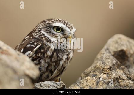 Kleine Eule in der Natur Lebensraum, Tschechische republik Athene noctua, in der Steinmauer. Stockfoto