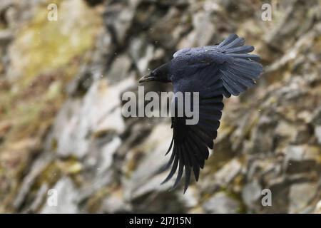 Gewöhnlicher Rabe - Corvus corax, auch bekannt als westlicher Rabe oder nördlicher Rabe, ist ein großer, ganz schwarzer Singvögel, sehr intelligent, der in Stein fliegt Stockfoto