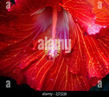 Hawaiianischer Hibiskus Calgary Zoo Alberta Stockfoto