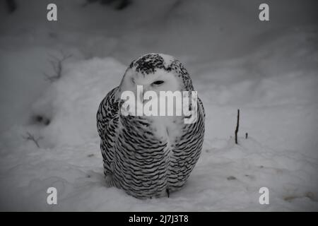 Schneeeule, die im Schnee der Wintersaison wachsam bleibt Stockfoto