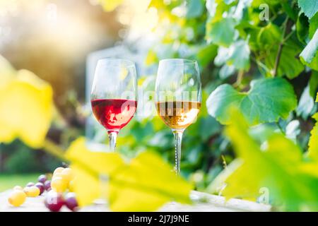 Gläser mit Weiß- und Rotwein und Traubenbeeren auf dem Holztisch in den Weinbergen, Weingut mit grünen Blättern Hintergrund im Sonnenuntergang Licht. Weinprobe Stockfoto