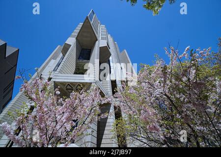 Toronto, Ontario, Kanada - 9. Mai 2022: Kirschbäume blühen an der Universität von Toronto vor dem Hauptgebäude der Bibliothek Stockfoto
