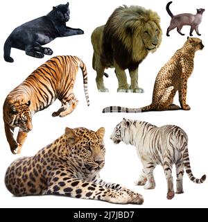 Satz von wilden Säugetieren Tiere aus Katzenfamilie isoliert Stockfoto