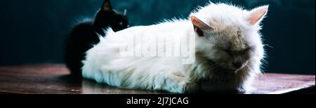 BANNER Foto weiß flauschig lange Haare Katze liegen schlafen nahe Augen. Schwarze Kätzchen verstecken Hintergrund. Tierpflege, Freundschaft, Beziehungsprobleme, traurig Stockfoto