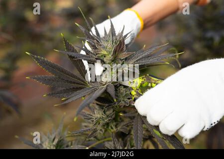 Nahaufnahme der Hände des Landwirts, der Cannabispflanzen schneidet Stockfoto