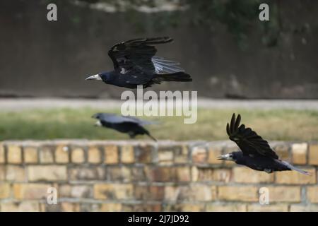 Drei schwarze Saatkrähen im Flug Stockfoto