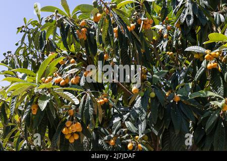 Bio-Frucht von loquat in einem Baum Stockfoto