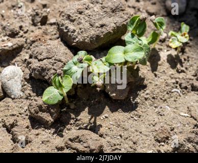 Auf einem Feld sprießen Okra- oder Marienfinger-Samen Stockfoto