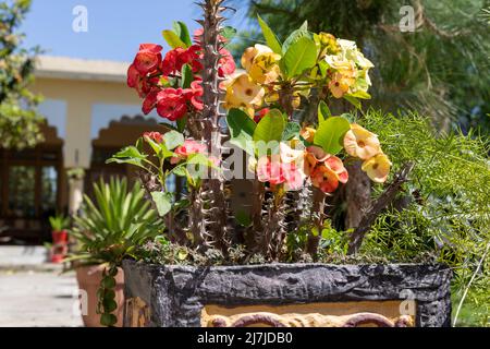 Dornenkrone schöne Blüten aus der Nähe Stockfoto