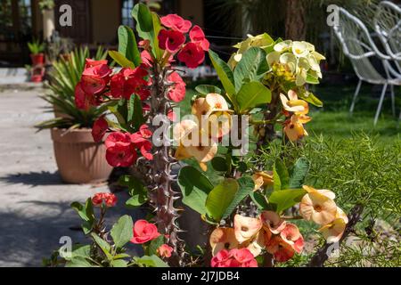 Die Blüten von der Farbe der Blüten von der Farbe der Blütenfarbe Stockfoto