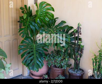 Monstera deliciosa Pflanze in einem großen Topf Stockfoto