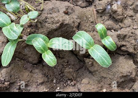 Flaschensamen sprießen im Frühling Stockfoto