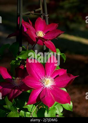 Clematide Bourbon oder Bourbon Clematis eine Kletterpflanze, die in einem heimischen Garten in Alabama, USA, blüht. Stockfoto