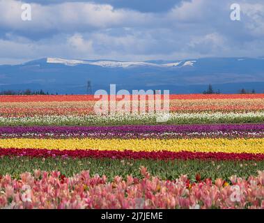 Reihen von bunten Tulpen erstrecken sich über einen blau gehellten Horizont, der von einem blau bewölkten Himmel gekrönt wird Stockfoto