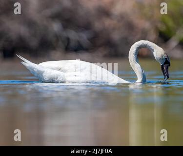 Schwan im Mystic River Stockfoto