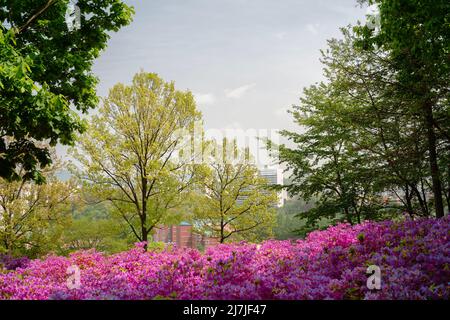 Royal Azaleas Hill Park Blumenfestival in Gunpo, Korea Stockfoto