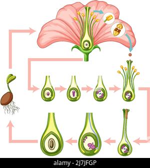 Diagramm mit Befruchtung in Blumendarstellung Stock Vektor