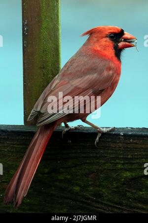 Der Nordkardinist steht auf dem Deckzaun Stockfoto