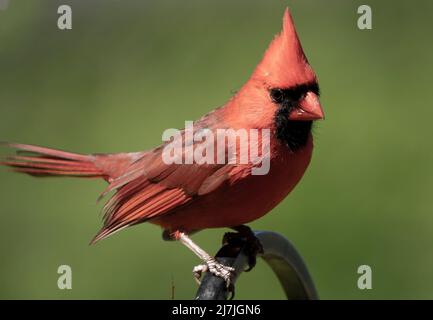 Der Nordkardinist steht auf dem Deckzaun Stockfoto