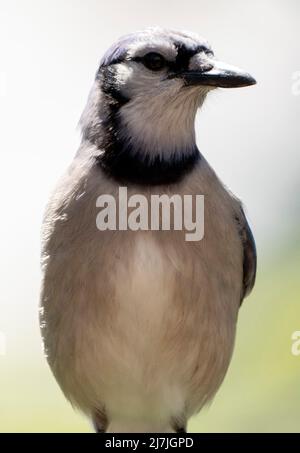 Bluejay am Hinterhofzaun Stockfoto