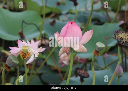 Lotusblüte auf der blühenden Bühne und nach der Blüte auf einer einrahmen, Pink Lotus Teich Landschaft Stockfoto